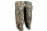 Fossil Woolly Rhino (Coelodonta) Tooth - Siberia #257847-1